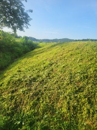 모링가팜님의 작성글 사진