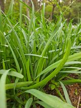 팜모닝 묘목 추천해요·참여글 게시글 이미지