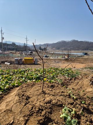 이상윤님의 묘목 추천해요 · 참여글 작성글 사진