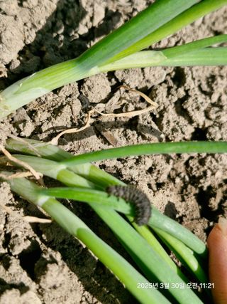 신재희님의 농사, 무엇이든 물어보세요! · 참여글 작성글 사진