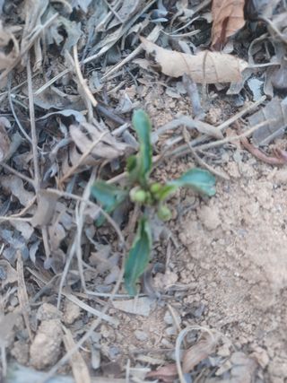 무료지식나눔 팜닥터님의 자유주제 · 자유게시판 작성글 사진