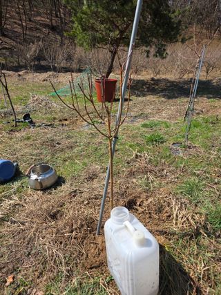 이원복님의 묘목 추천해요 · 참여글 작성글 사진