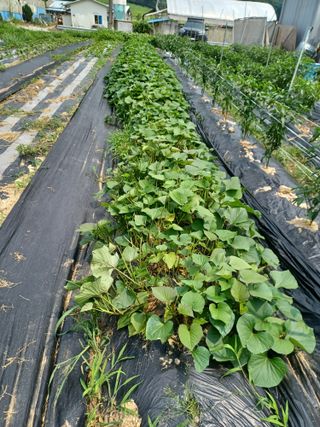 fineart82님의 묘목 추천해요 · 참여글 작성글 사진