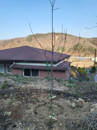 이상욱님의 묘목 추천해요 · 참여글 작성글 사진