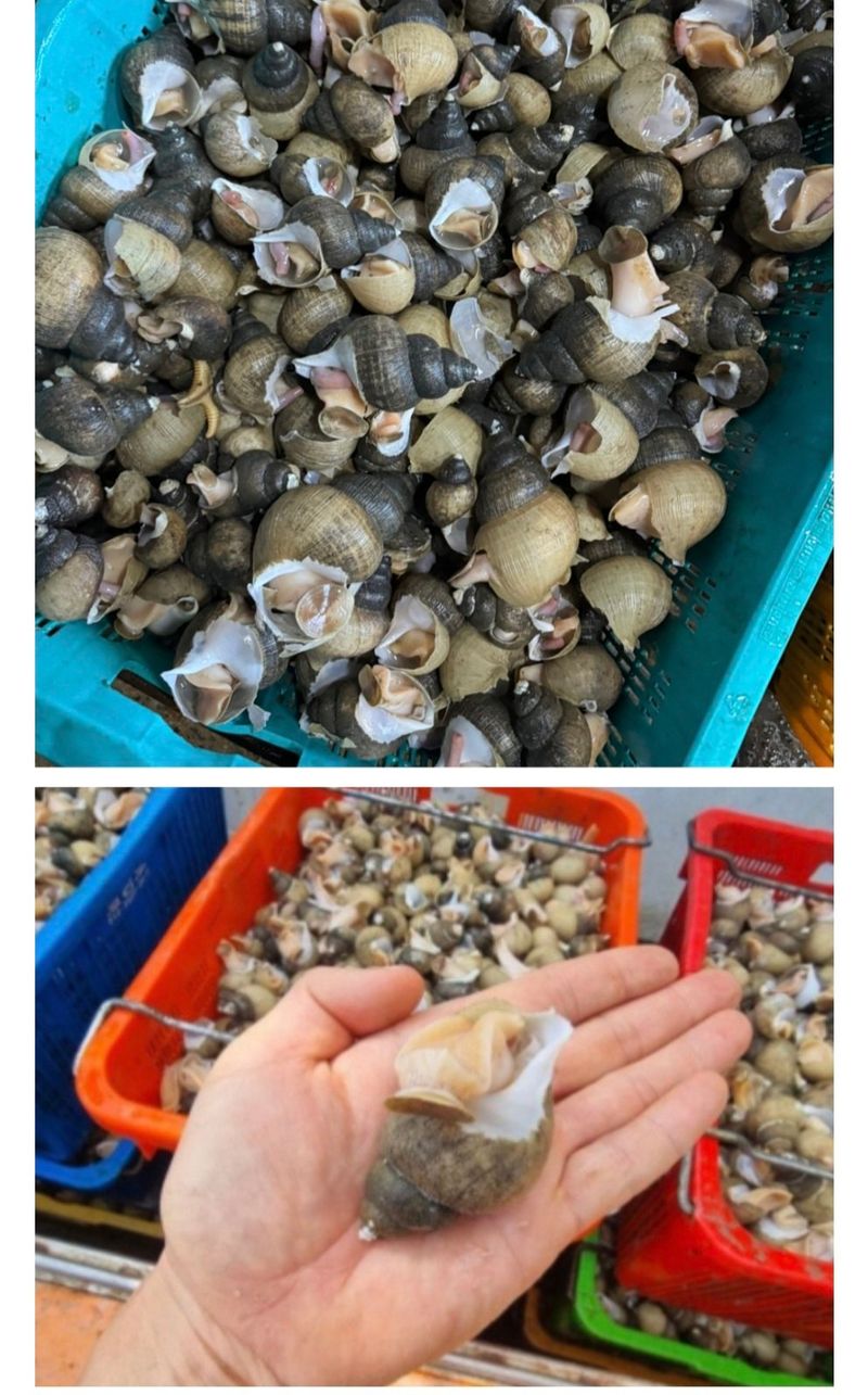 농수사님의 장터 판매 상품 [구룡포 자연산 살아있는 흑고동 백고동 1kg] 첨부 사진