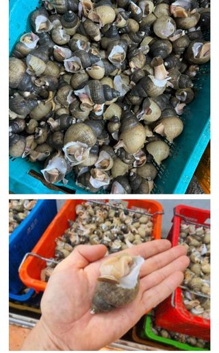 농수사님의 작성글 사진