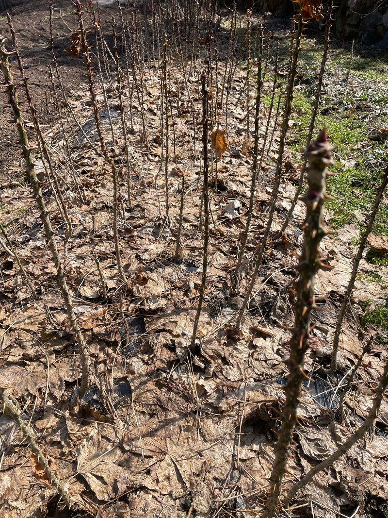 엄나무님의 장터 판매 상품 [가시 엄나무(음나무) 묘목 팝니다.] 첨부 사진