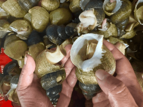 장터 상품 [구룡포 자연산 살아있는 흑고동 백고동 1kg] 썸네일