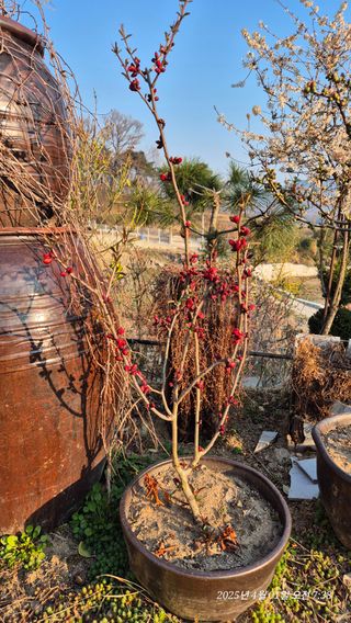 달맛햇복숭아농원님의 자유주제 · 자유게시판 작성글 사진