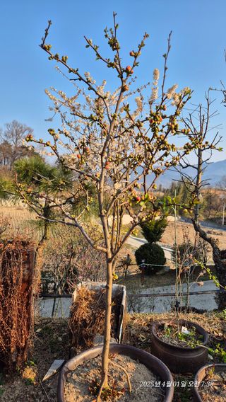 달맛햇복숭아농원님의 자유주제 · 자유게시판 작성글 사진