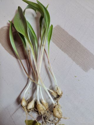 이민규님의 농사, 무엇이든 물어보세요! · 참여글 작성글 사진