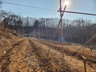 전태을님의 묘목 추천해요 · 참여글 작성글 사진