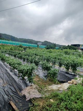 fineart82님의 묘목 추천해요 · 참여글 작성글 사진