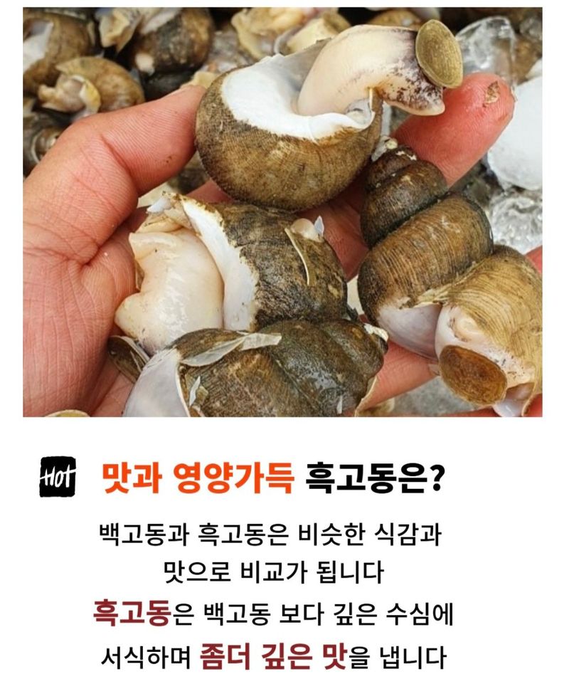 농수사님의 장터 판매 상품 [구룡포 자연산 살아있는 흑고동 백고동 1kg] 첨부 사진