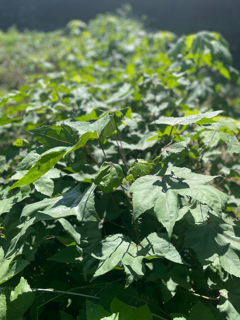 장터 상품 [가시 엄나무(음나무) 묘목 팝니다.] 썸네일