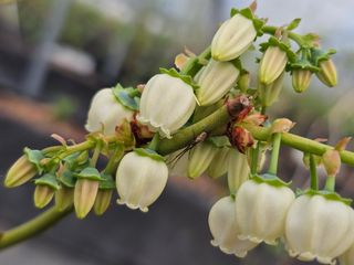 마음길베리님의 묘목 추천해요 · 참여글 작성글 사진