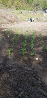 팜모닝 묘목 추천해요·참여글 게시글 이미지