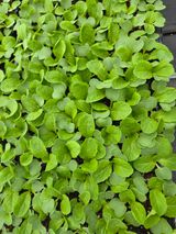 팜모닝 묘목 추천해요·참여글 게시글 이미지