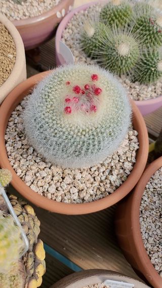 이연옥님의 자유주제 · 사진전 작성글 사진