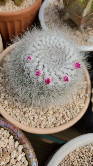 이연옥님의 자유주제 · 사진전 작성글 사진