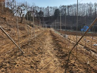 전태을님의 묘목 추천해요 · 참여글 작성글 사진