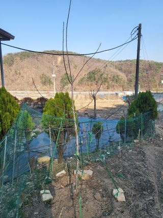 이상욱님의 묘목 추천해요 · 참여글 작성글 사진