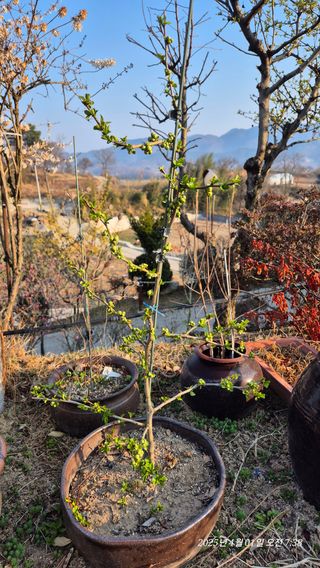 달맛햇복숭아농원님의 자유주제 · 자유게시판 작성글 사진