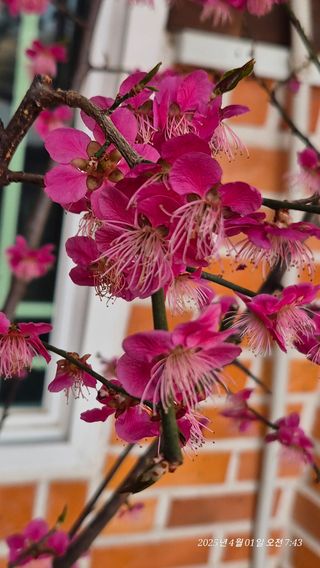 달맛햇복숭아농원님의 자유주제 · 자유게시판 작성글 사진