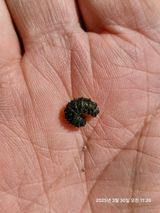 팜모닝 농사, 무엇이든 물어보세요!·참여글 게시글 이미지