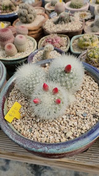 이연옥님의 자유주제 · 사진전 작성글 사진