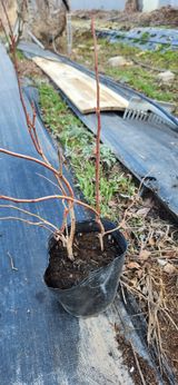 팜모닝 · 게시글 이미지