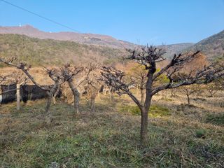 양영모님의 묘목 추천해요 · 참여글 작성글 사진