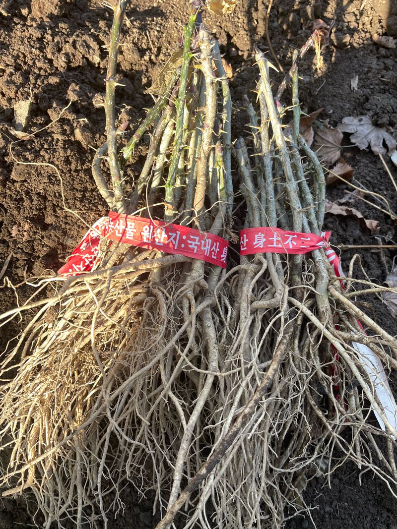 엄나무님의 장터 판매 상품 [가시 엄나무(음나무) 묘목 팝니다.] 첨부 사진