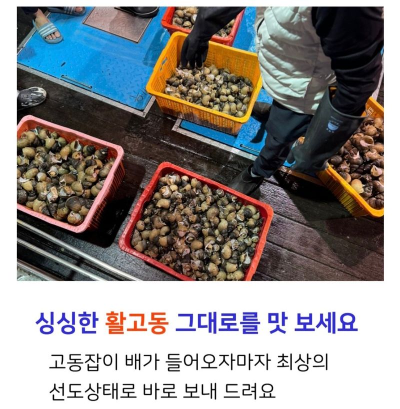 농수사님의 장터 판매 상품 [구룡포 자연산 살아있는 흑고동 백고동 1kg] 첨부 사진