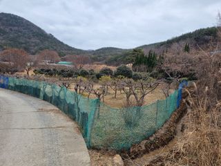 양영모님의 묘목 추천해요 · 참여글 작성글 사진