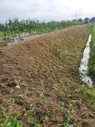 모링가팜님의 묘목 추천해요 · 참여글 작성글 사진