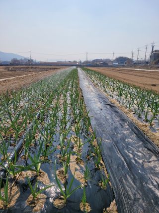 농부(홍)님의 자유주제 · 자유게시판 작성글 사진