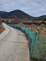 팜모닝 묘목 추천해요·참여글 게시글 이미지