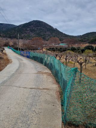 양영모님의 묘목 추천해요 · 참여글 작성글 사진
