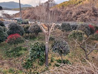 양영모님의 묘목 추천해요 · 참여글 작성글 사진