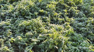 달맛햇복숭아농원님의 자유주제 · 자유게시판 작성글 사진