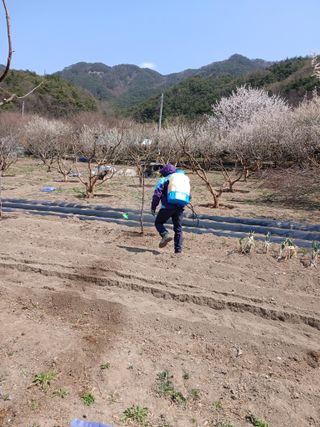 향양농장 사랑합니다님의 감 · 자유게시판 작성글 사진