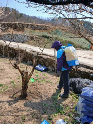 향양농장 사랑합니다님의 감 · 자유게시판 작성글 사진