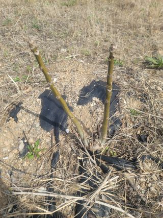 리얼팜님의 자유주제 · 자유게시판 작성글 사진