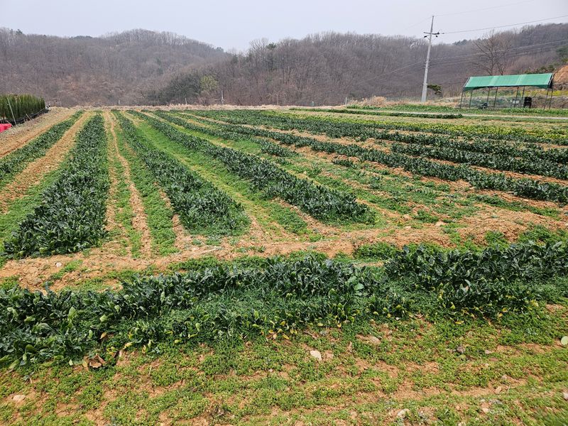 장터 상품 [시금치 1kg] 썸네일