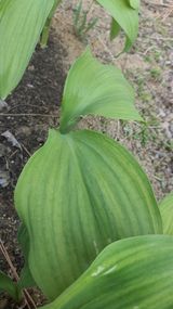 팜모닝 농사, 무엇이든 물어보세요!·참여글 게시글 이미지