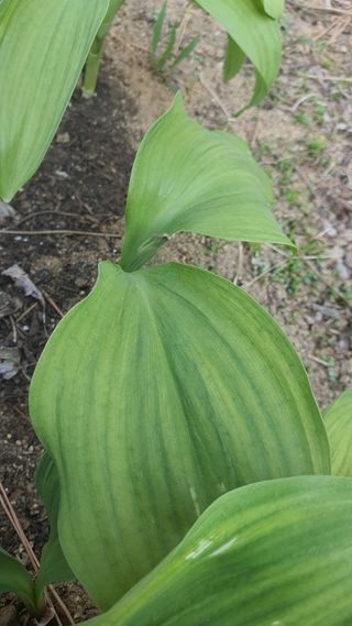 오다가다님의 농사, 무엇이든 물어보세요! · 참여글 작성글 사진