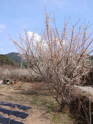 향양농장 사랑합니다님의 감 · 자유게시판 작성글 사진