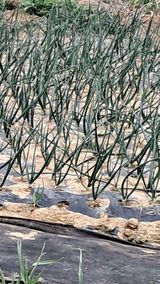 팜모닝 자유주제·자유게시판 게시글 이미지