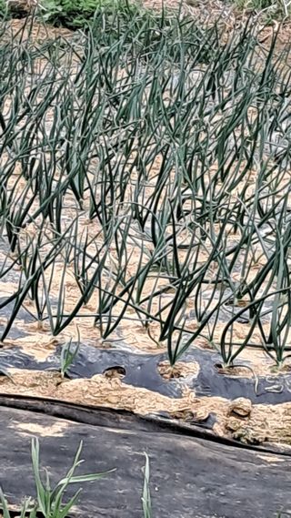 진요복님의 자유주제 · 자유게시판 작성글 사진